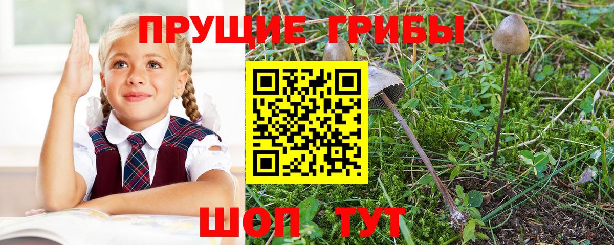 Псилоцибиновые грибы Cubensis Алексеевка