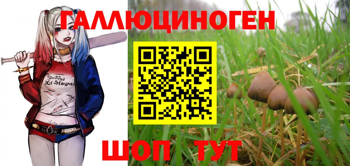 Псилоцибиновые грибы Psilocybe Алексеевка